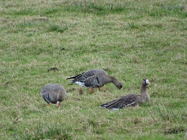皇马可以在 皇马可以在